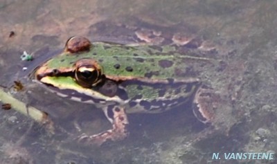 Rana esculenta